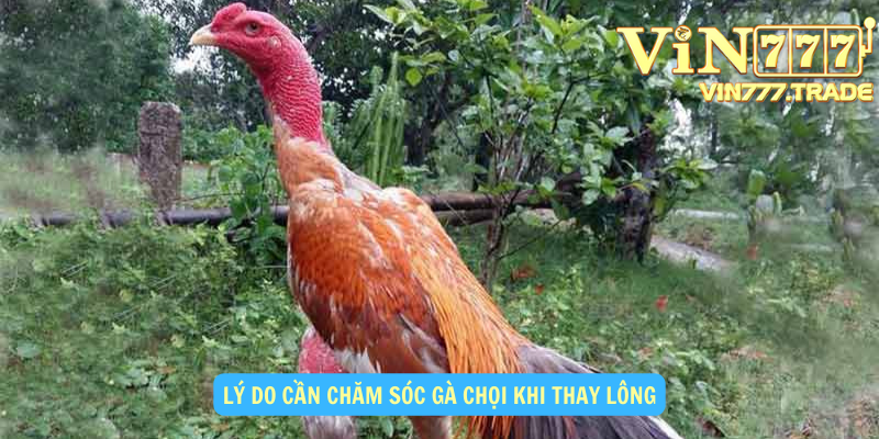 Lý do cần chăm sóc gà chọi khi thay lông