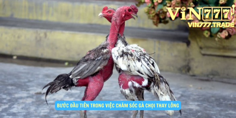 Bước đầu tiên trong việc chăm sóc gà chọi thay lông