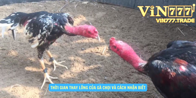 Thời gian thay lông của gà chọi và cách nhận biết