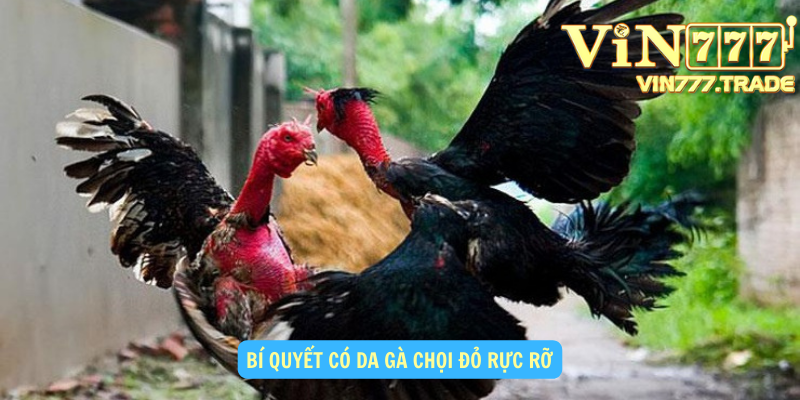 Bí quyết có da gà chọi đỏ rực rỡ