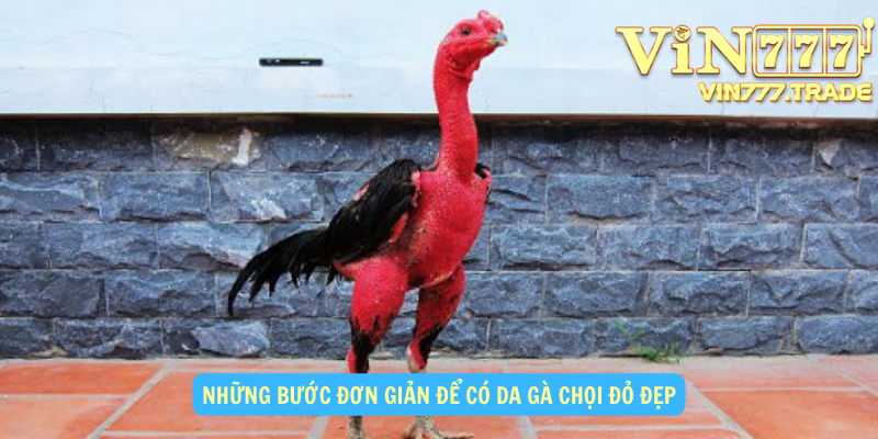 Những bước đơn giản để có da gà chọi đỏ đẹp