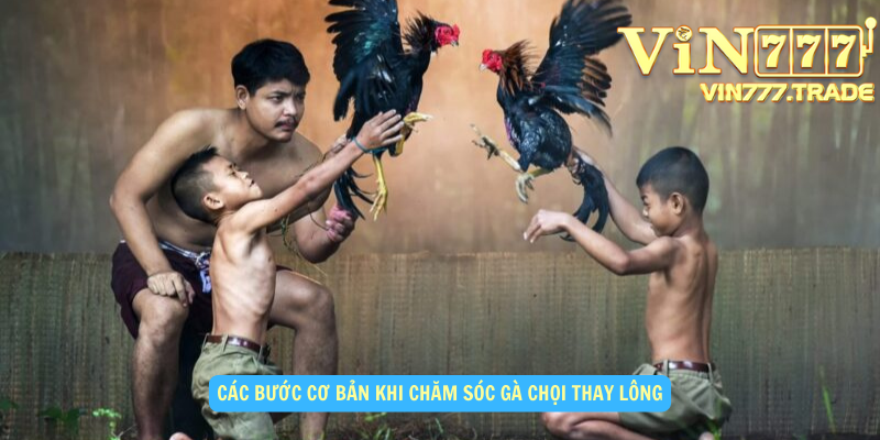 Các bước cơ bản khi chăm sóc gà chọi thay lông