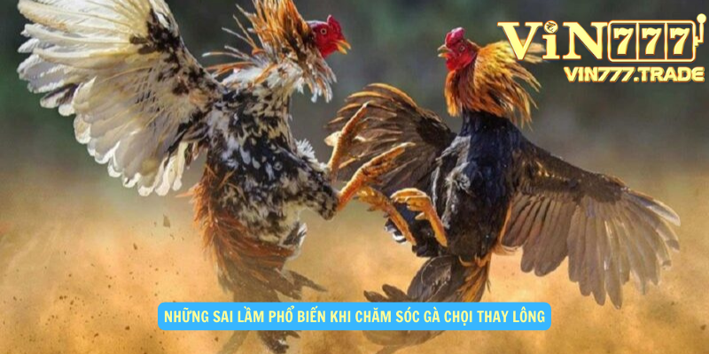 Những sai lầm phổ biến khi chăm sóc gà chọi thay lông