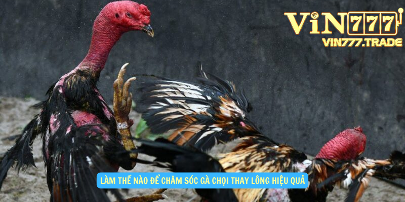 Làm thế nào để chăm sóc gà chọi thay lông hiệu quả?