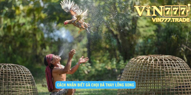 Cách nhận biết gà chọi đã thay lông xong