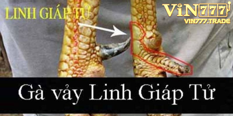 Vảy Linh Giáp Tử – vảy gà chọi độc